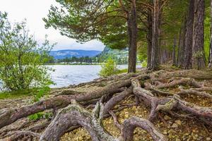 Enormes raíces de árboles poco profundos de pinos Fagernes Island Noruega foto