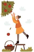 The girl tears apples in the autumn garden. A good harvest. Apples in a basket. Autumn mood.A young girl collects apples in the garden. vector