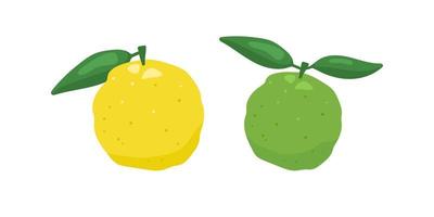 Ilustración de vector de fruta de limón japonés yuzu verde y amarillo aislado sobre fondo blanco.