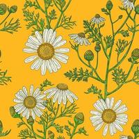 Medical Chamomile Branch, hand drawn illustration in a retro style vector