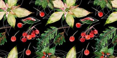 Christmas traced watercolor floral seamless pattern on black. Poinsettia and fir-tree branches and red winter berries. Decor for Christmas and New Year textiles and wrapping paper and greeting cards vector
