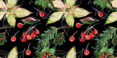 Christmas traced watercolor floral seamless pattern on black. Poinsettia and fir-tree branches and red winter berries. Decor for Christmas and New Year textiles and wrapping paper and greeting cards vector