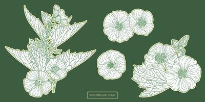 Medical marshmallow plant lineart vector