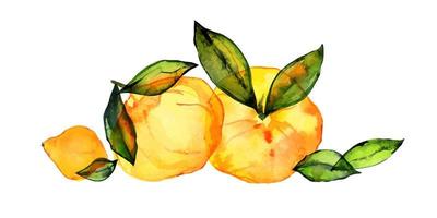 Citrus fruits composition. Orange watercolor bouquet. Cute decor for home and cafe textiles, for packaging decor and menu vector