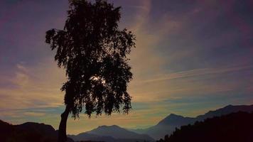silhuett av en växt vid solnedgången i bergen video