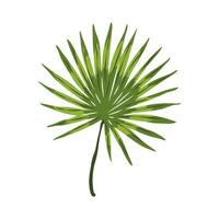 leaf palm exotic vector