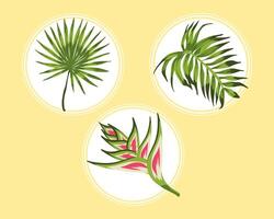 heliconia and leafs vector