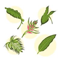 heliconia leafs icons vector