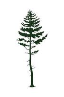 icono de silueta de árbol de pino verde vector