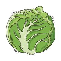 lechuga vegetal fresca vector