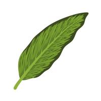 exotic leaf foliage vector