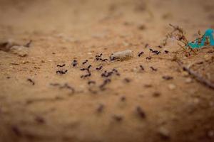 Primer plano de un grupo de hormigas negras caminando sobre tierra