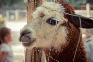 Lama peeking through the fence and smiling to the camera photo