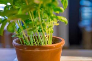 Fresh mint Peppermint herb in a pot closeup photo