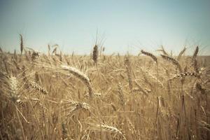 Cerca de un campo de trigo dorado foto