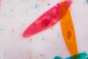 Paramecium caudatum under the microscope - Abstract shapes in color of green, red, orange and brown on white background photo