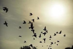 siluetas de palomas voladoras en el cielo foto