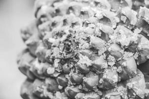 Pine cone with resin in contrast black and white color photo