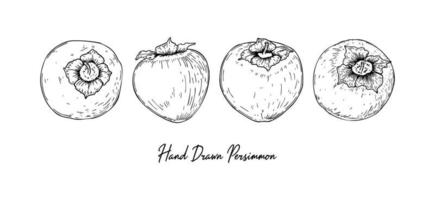 Set of hand drawn persimmon isolated on white background. Vector illustration in sketch style