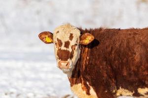 Brown cow outdoors in a pasture on a sunny winter day photo