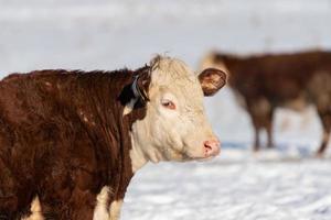 Brown cow outdoors in a pasture in winter time photo