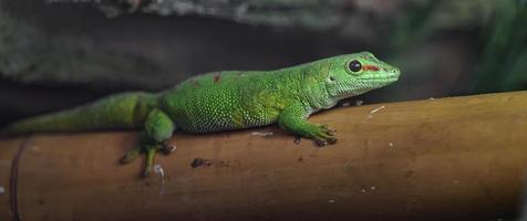 phelsuma grandis en bambú foto