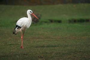 Portrait of White stork photo