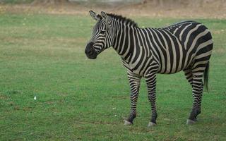 Plains zebra eating grass photo