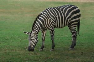 Plains zebra eating grass photo