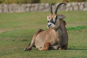Roan antelope on grass photo