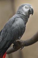 Grey parrot on branch photo