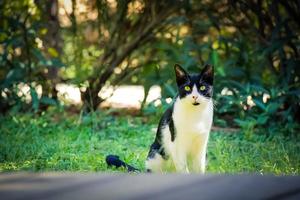 gato blanco y negro sobre la hierba verde en el patio trasero foto