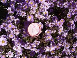 Small gift box on a background of blue flowers photo