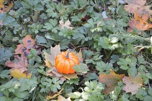 pequeña calabaza de otoño para halloween en el bosque foto