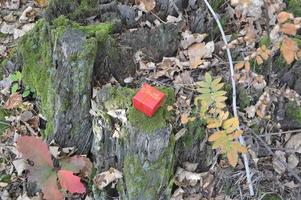 pequeña caja de regalo roja en el bosque foto