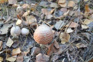 Dry red fly agaric hats with item photo