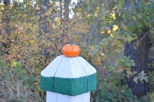 Small autumn pumpkin for halloween in the forest photo