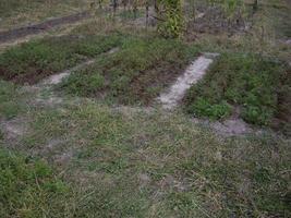 Los jóvenes siderates otoñales crecieron en el jardín. foto