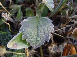 Petals of plants and herbs in the autumn season photo