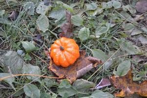 pequeña calabaza de otoño para halloween en el bosque foto