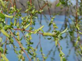 Kidney in the trees spring plants photo