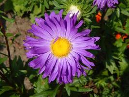 Flowers beautiful and plants in the garden for background photo