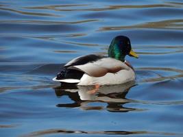 Ducks swimming on the water photo