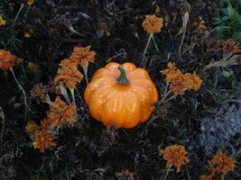 Autumn pumpkin on a background of blue flowers for halloween photo