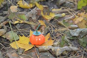 Small autumn pumpkin for halloween in the forest photo