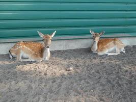 Los ciervos pastan en un prado en una pastura en una manada foto