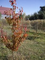 Young autumn trees and bushes on the plot photo