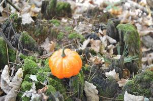 pequeña calabaza de otoño para halloween en el bosque foto