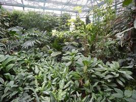 plantas y flores del jardín botánico foto