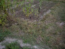 Los jóvenes siderates otoñales crecieron en el jardín. foto